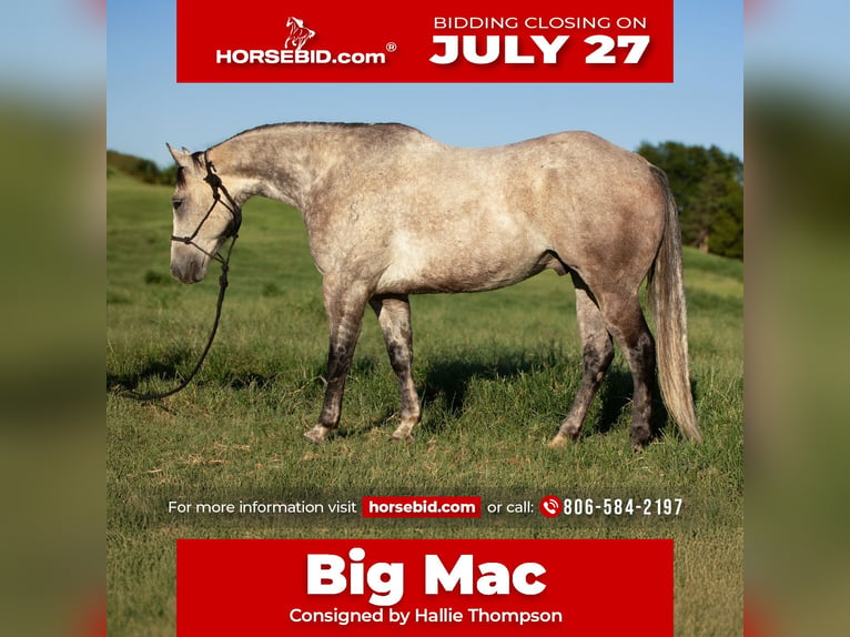 American Quarter Horse Gelding 8 years Grey in Stillwater