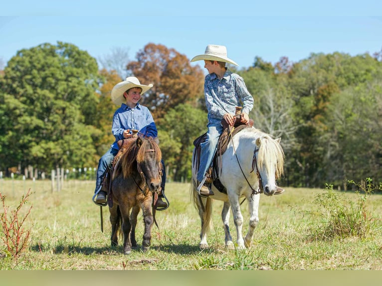 American Quarter Horse Gelding 8 years Grey in Benton KY