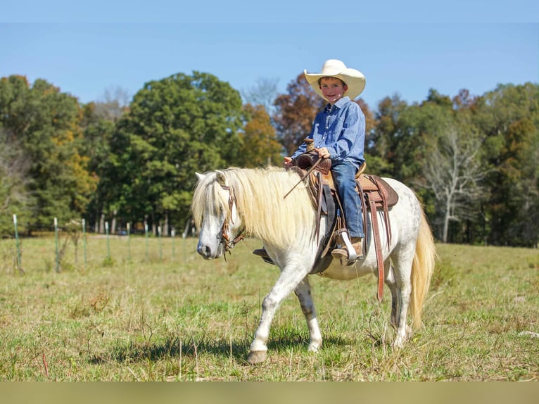 American Quarter Horse Gelding 8 years Grey in Benton KY