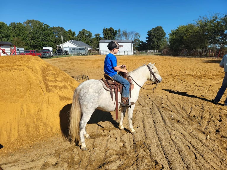 American Quarter Horse Gelding 8 years Grey in Benton KY