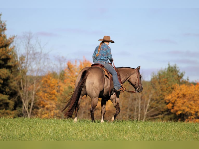 American Quarter Horse Gelding 8 years Grullo in Clarion
