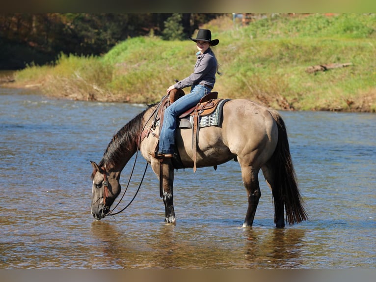 American Quarter Horse Gelding 8 years Grullo in Clarion