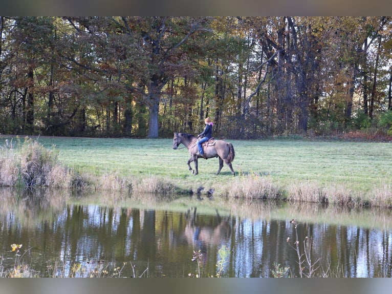 American Quarter Horse Gelding 8 years Grullo in Howell, MI