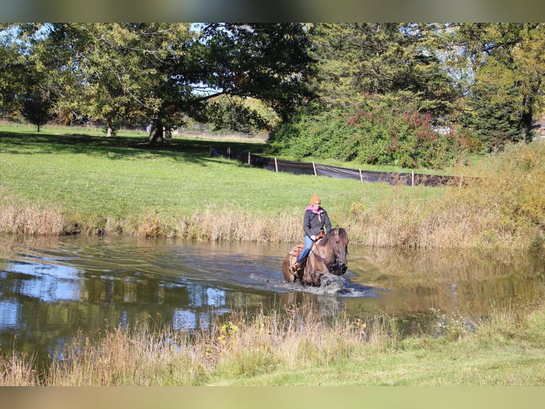 American Quarter Horse Gelding 8 years Grullo in Howell, MI