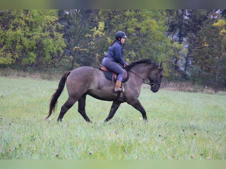 American Quarter Horse Gelding 8 years Grullo in Howell, MI