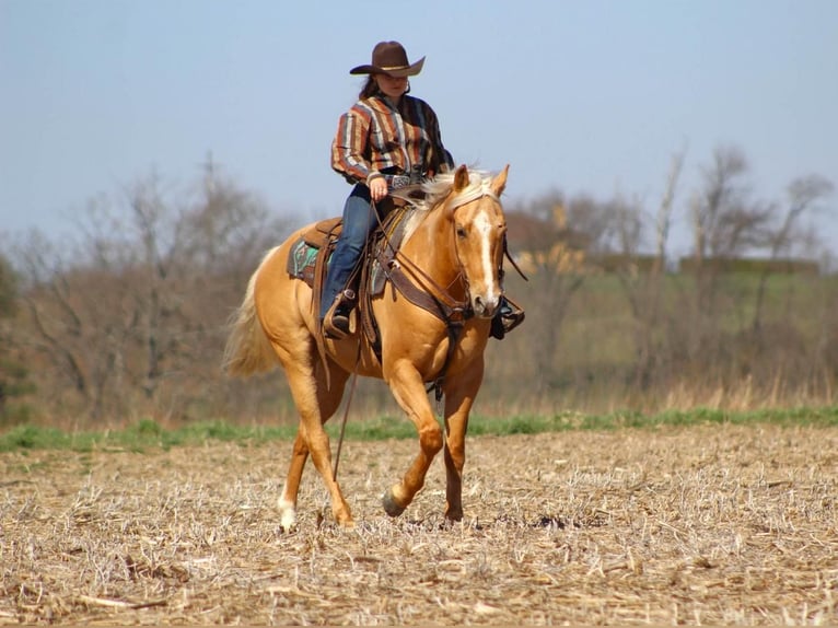 American Quarter Horse Gelding 8 years Palomino in Clarion, PA