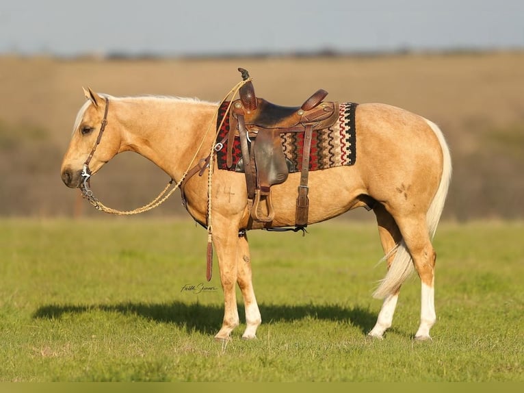 American Quarter Horse Gelding 8 years Palomino in Addison, TX