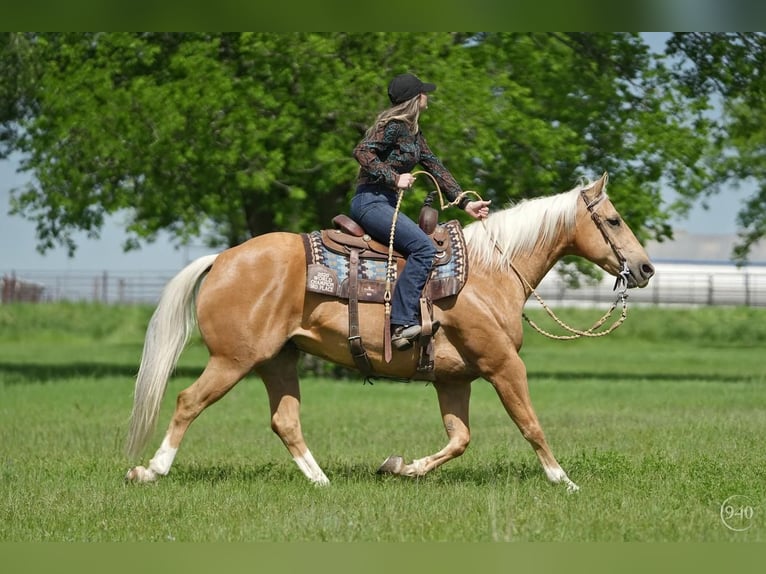 American Quarter Horse Gelding 8 years Palomino in Addison, TX