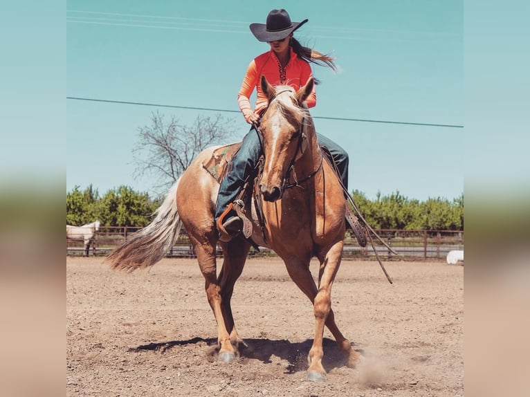 American Quarter Horse Gelding 8 years Palomino in Waterford, CA