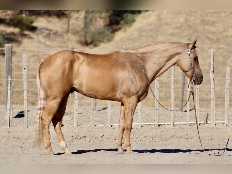 American Quarter Horse Gelding 8 years Palomino in Tres Pinos
