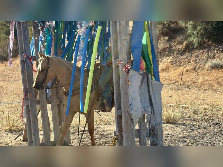 American Quarter Horse Gelding 8 years Palomino in Tres Pinos