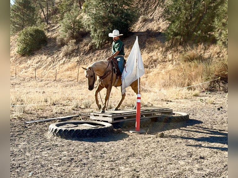 American Quarter Horse Gelding 8 years Palomino in Tres Pinos