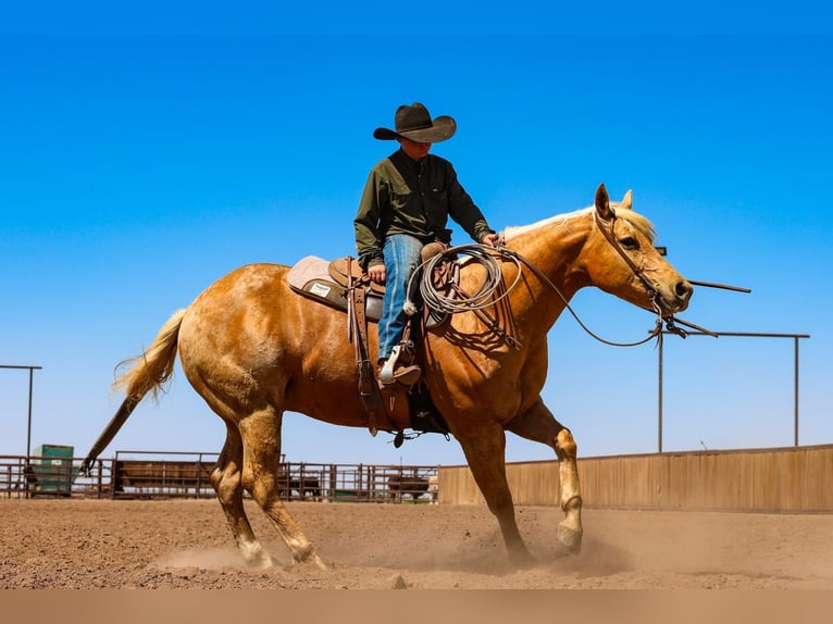 American Quarter Horse Gelding 8 years Palomino in Canyon