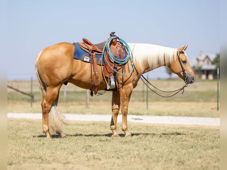 American Quarter Horse Gelding 8 years Palomino in Canyon