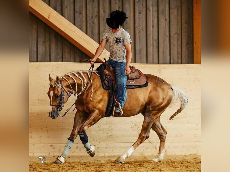 American Quarter Horse Gelding 8 years Palomino in Pfinztal