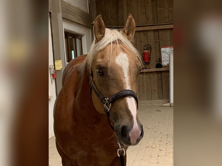 American Quarter Horse Gelding 8 years Palomino in Pfinztal