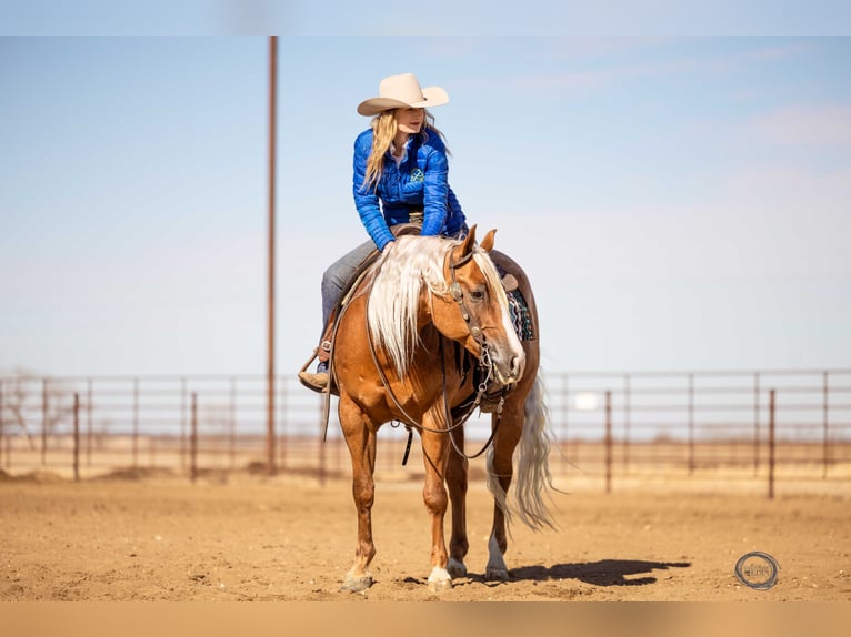 American Quarter Horse Gelding 8 years Palomino in Sumterville, FL