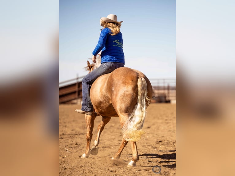American Quarter Horse Gelding 8 years Palomino in Sumterville, FL