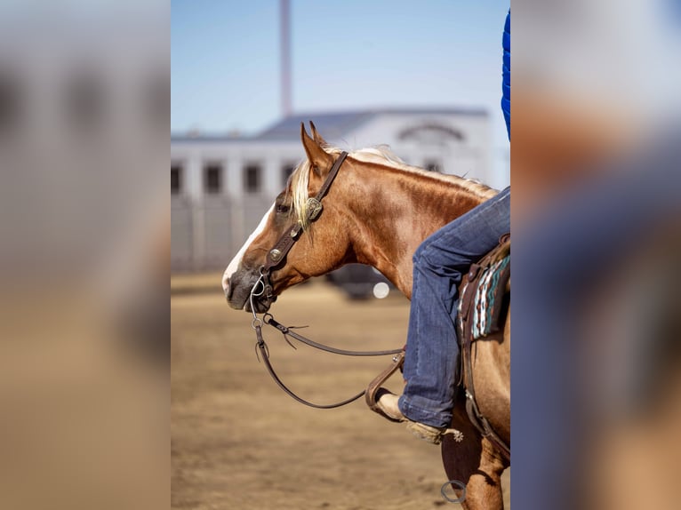 American Quarter Horse Gelding 8 years Palomino in Sumterville, FL