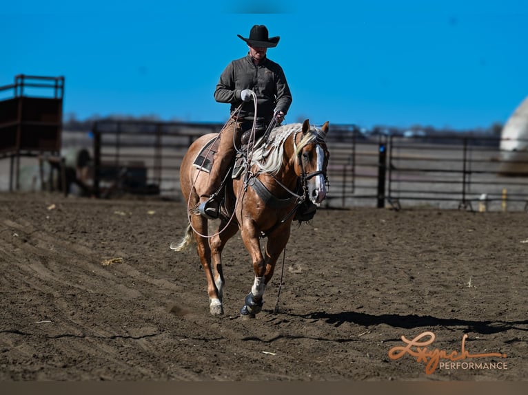 American Quarter Horse Gelding 8 years Palomino in Sumterville, FL