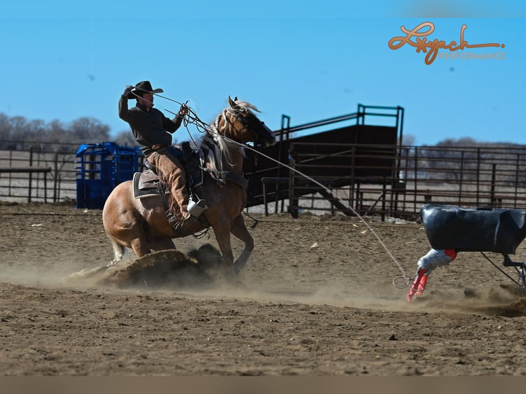 American Quarter Horse Gelding 8 years Palomino in Sumterville, FL