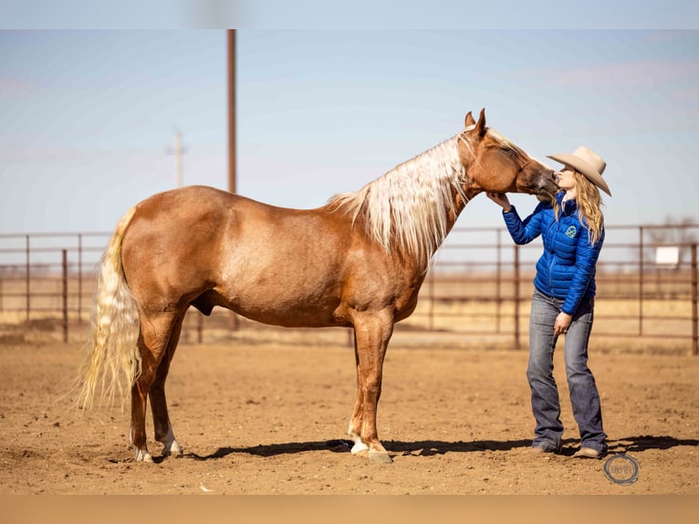 American Quarter Horse Gelding 8 years Palomino in Sumterville, FL