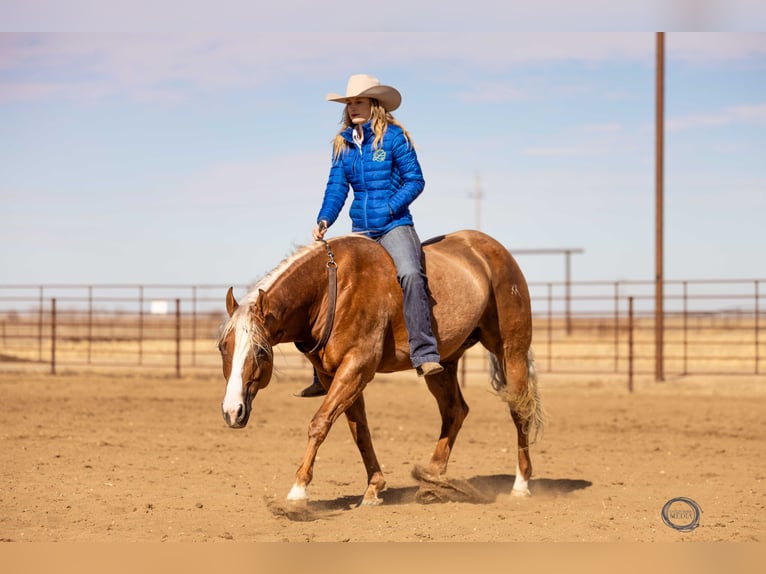 American Quarter Horse Gelding 8 years Palomino in Sumterville, FL