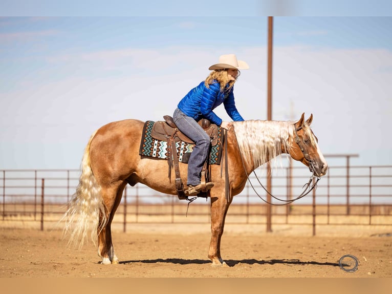 American Quarter Horse Gelding 8 years Palomino in Sumterville, FL