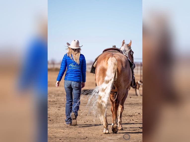 American Quarter Horse Gelding 8 years Palomino in Sumterville, FL