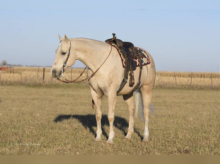 American Quarter Horse Gelding 8 years Palomino in Fairbank IA