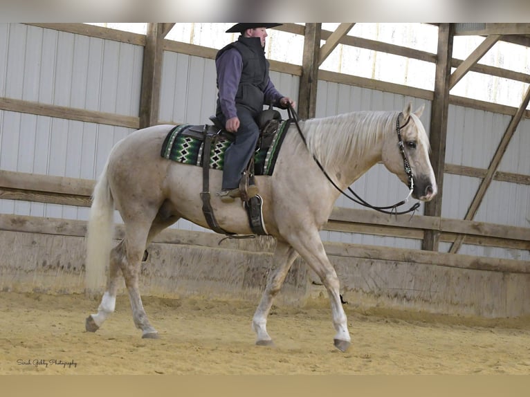 American Quarter Horse Gelding 8 years Palomino in Fairbank IA