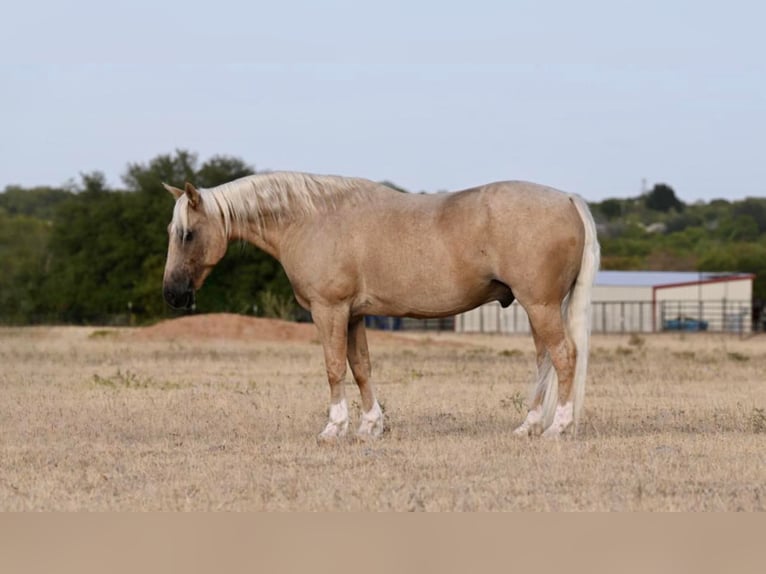 American Quarter Horse Gelding 8 years Palomino in WACO Tx