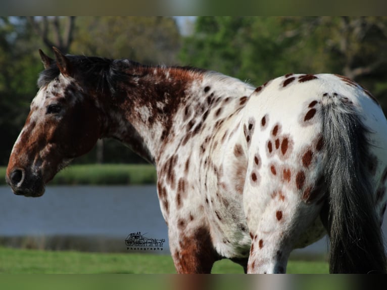 American Quarter Horse Gelding 8 years in Canton