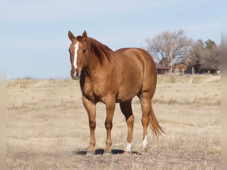 American Quarter Horse Gelding 8 years Red Dun in Waco TX