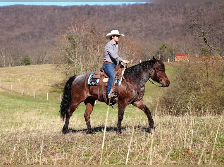 American Quarter Horse Gelding 8 years Roan-Bay in Needmore, PA