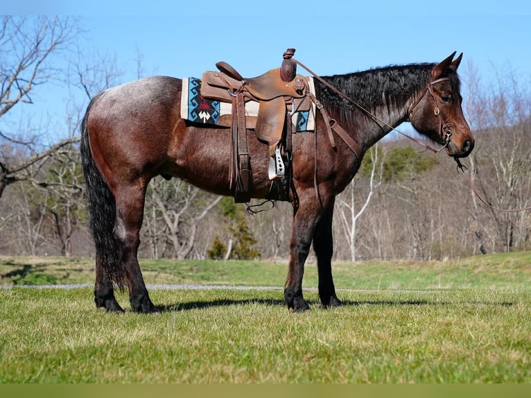 American Quarter Horse Gelding 8 years Roan-Bay in Needmore, PA