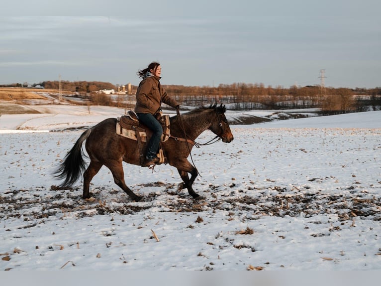 American Quarter Horse Gelding 8 years Roan-Bay in Dalton