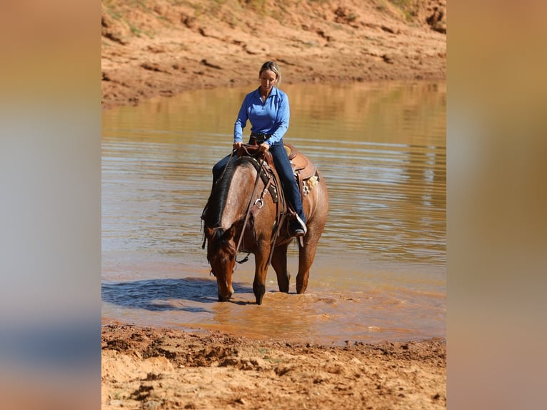 American Quarter Horse Gelding 8 years Roan-Bay in Weatherford