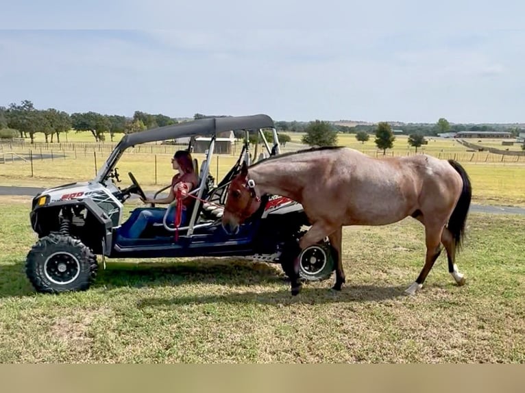 American Quarter Horse Gelding 8 years Roan-Bay in Weatherford