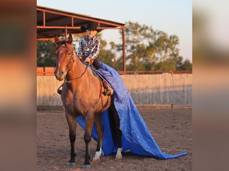 American Quarter Horse Gelding 8 years Roan-Bay in Weatherford