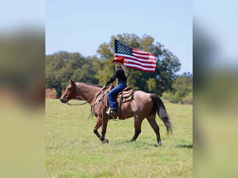 American Quarter Horse Gelding 8 years Roan-Bay in Weatherford