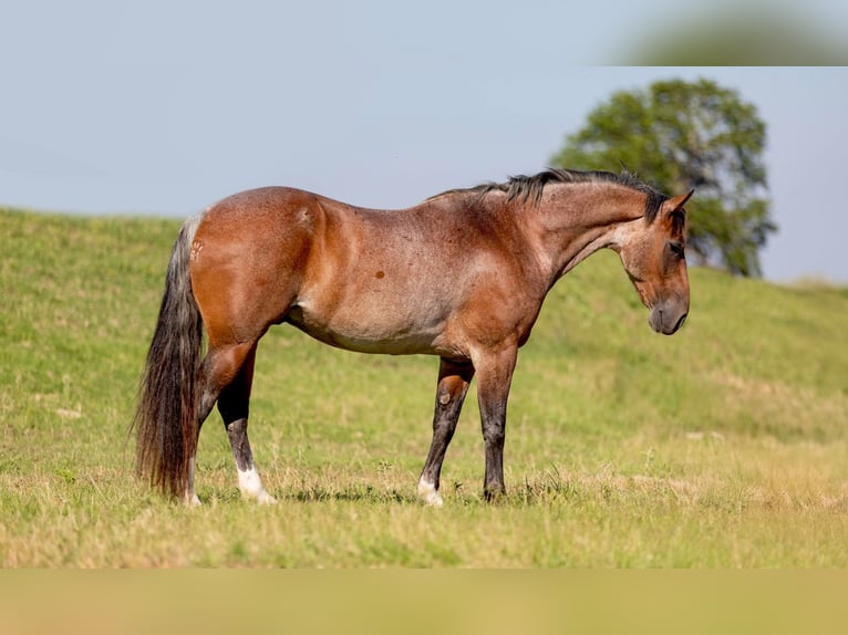 American Quarter Horse Gelding 8 years Roan-Bay in WEATHERFORD, TX