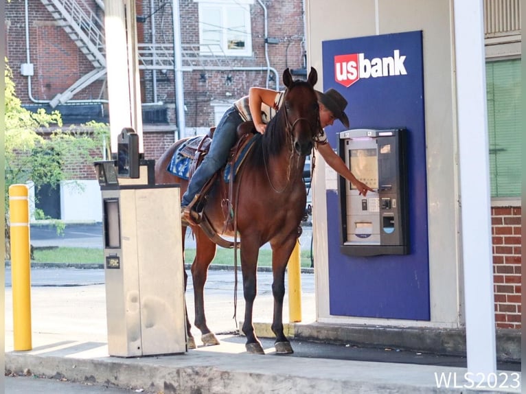 American Quarter Horse Gelding 8 years Roan-Bay in Brooksville KY