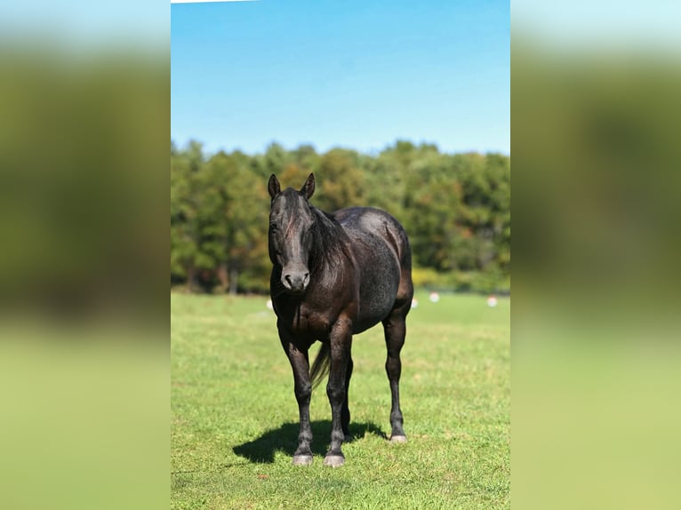 American Quarter Horse Gelding 8 years Roan-Blue in Clearville