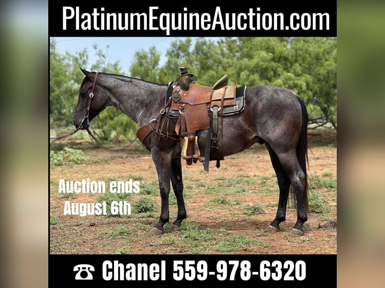 American Quarter Horse Gelding 8 years Roan-Blue in Byers TX