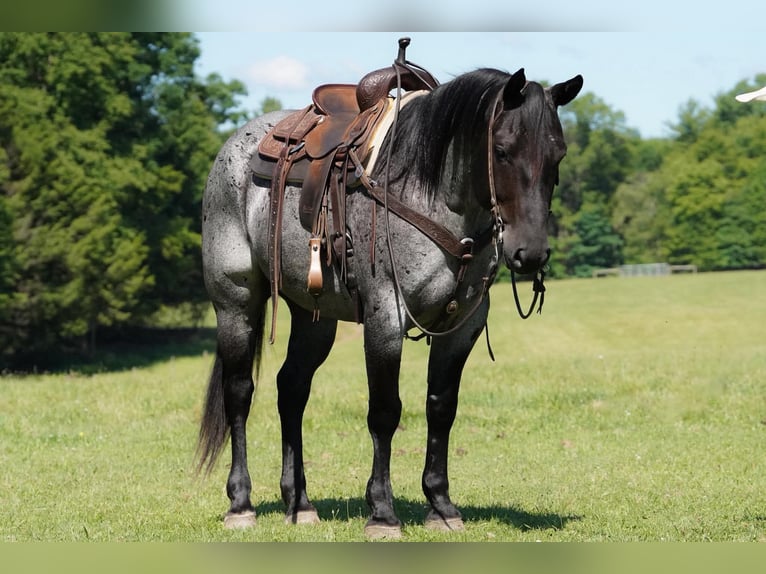 American Quarter Horse Gelding 8 years Roan-Blue in Clarion