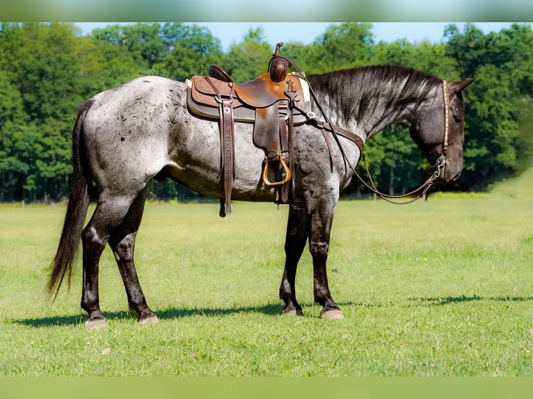 American Quarter Horse Gelding 8 years Roan-Blue in Clarion