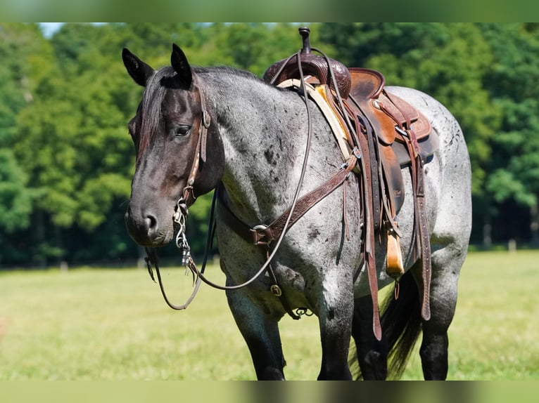 American Quarter Horse Gelding 8 years Roan-Blue in Clarion