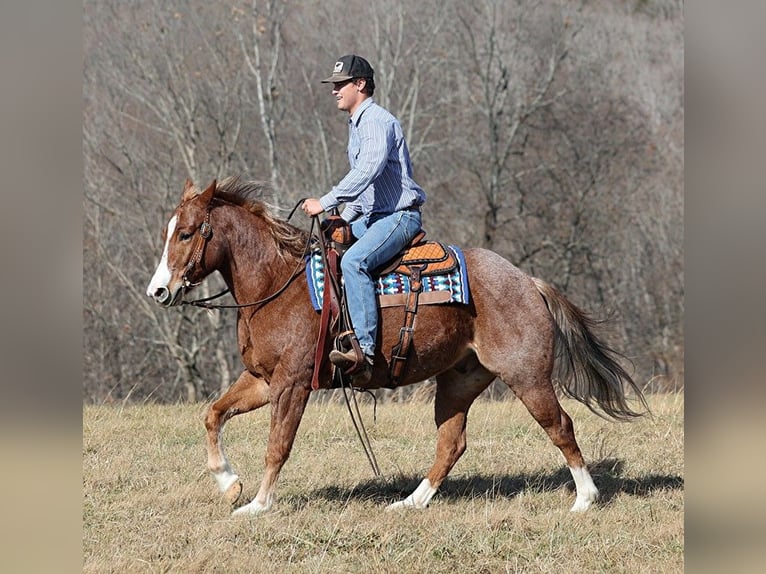 American Quarter Horse Gelding 8 years Roan-Red in Brodhead KY