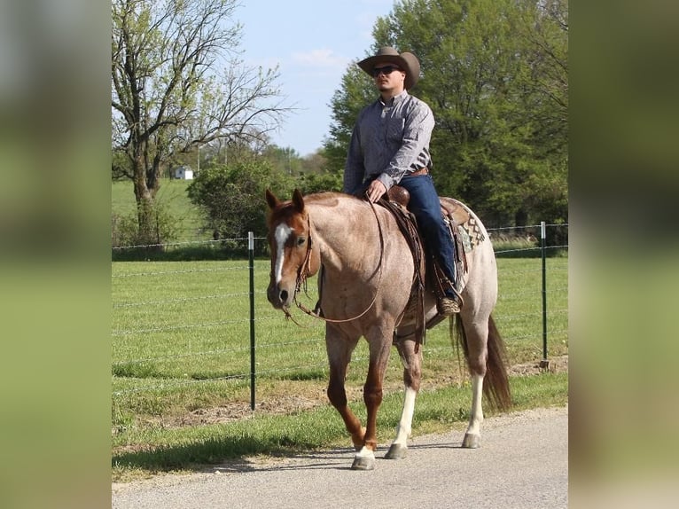 American Quarter Horse Gelding 8 years Roan-Red in Buffalo, MO